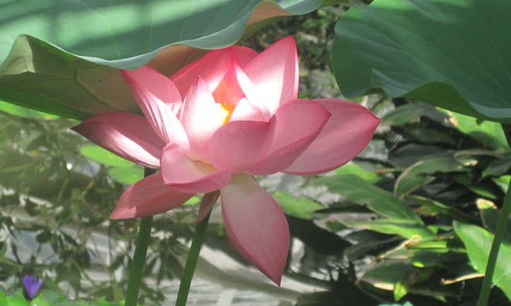 Flor de loto de punta rosa