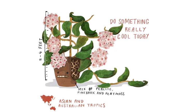Ilustración de cuidado rápido de la planta Hoya