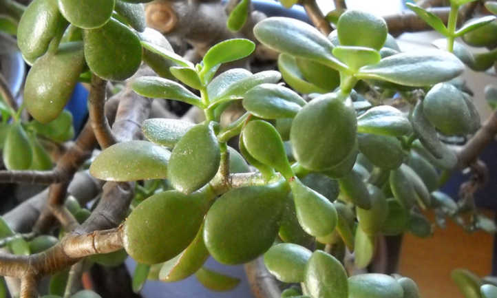 rama de jade