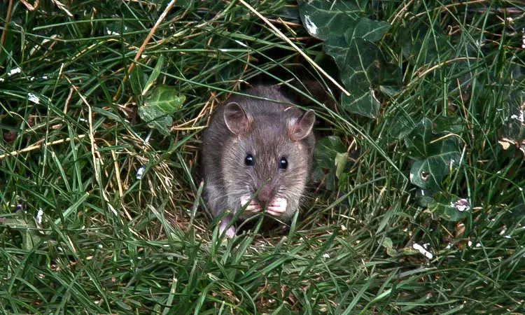 Jardín a prueba de ratas