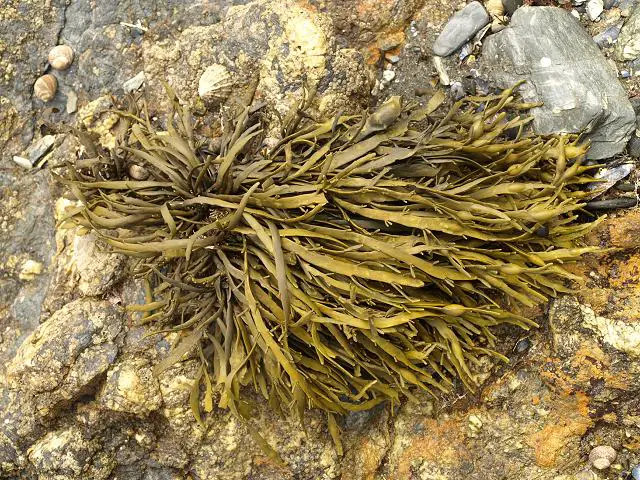 Un montón de algas marinas ascophyllum nodosum, las más comúnmente cosechadas como fertilizante de algas marinas.