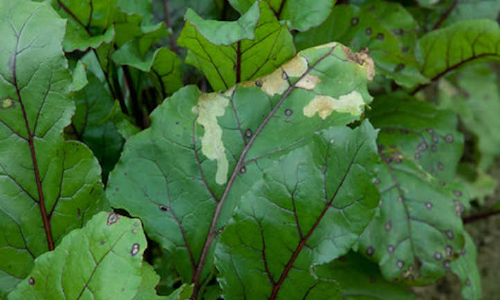 Mancha foliar por Cercospora en la remolacha