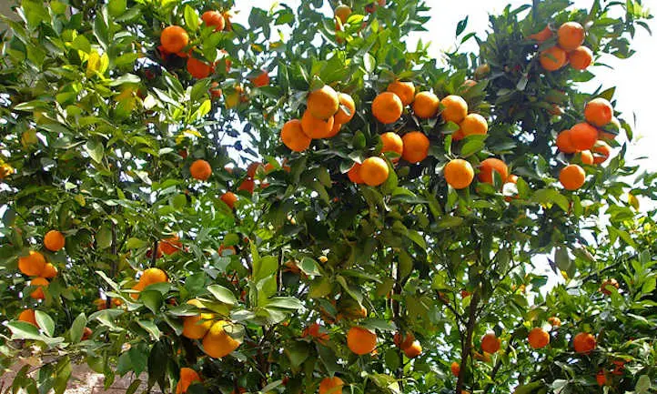 árbol de mandarina