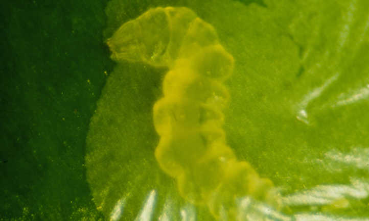 Larva de Phyllocnistis citrella