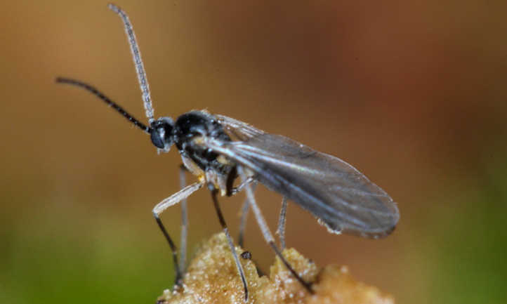 pupa de mosquito del hongo