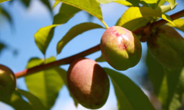 Árbol de nectarina: fruta de verano dulce y suave - Flor Figueroa
