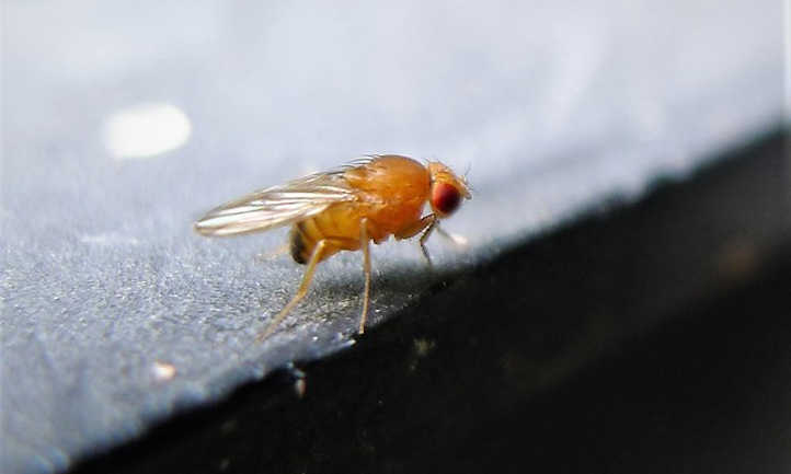 Drosophila spp.  mosca de la fruta