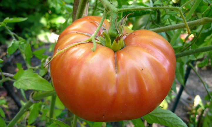 Plantas compañeras de tomate