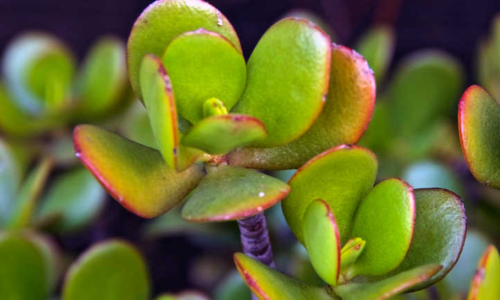 Poda de plantas de jade