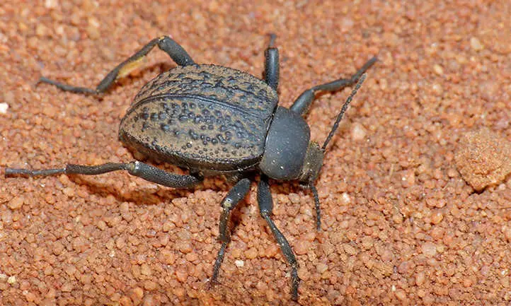 Escarabajo oscuro Tenebrionidae spp.
