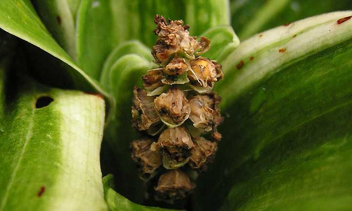 Cabeza de semilla de Rohdea japonica,