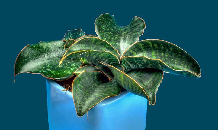 Sansevieria kirkii es una variedad de planta de serpiente achaparrada y llamativa