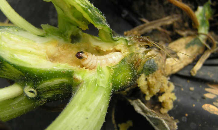 Squash vine borer in zucchini plant
