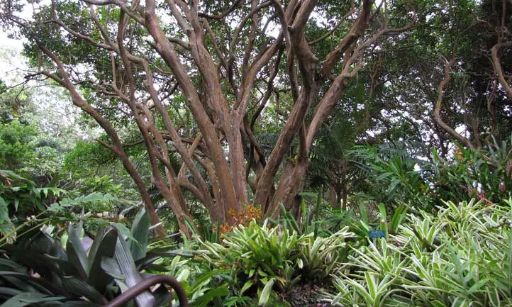 Guayaba Cattley en un jardín botánico en Hawai.