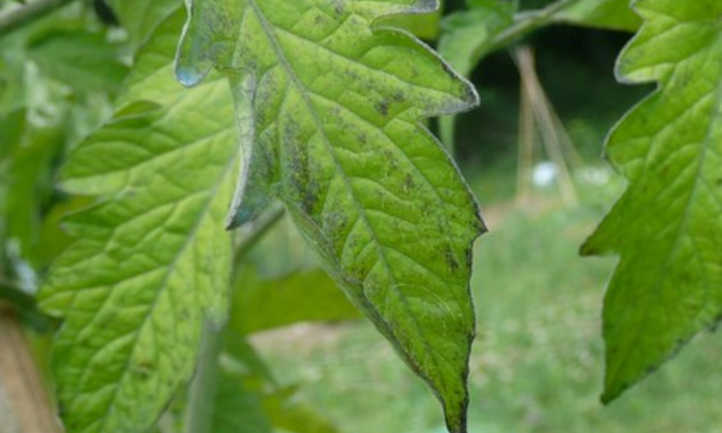 Mancha negra del tomate en las hojas causada por la antracnosis