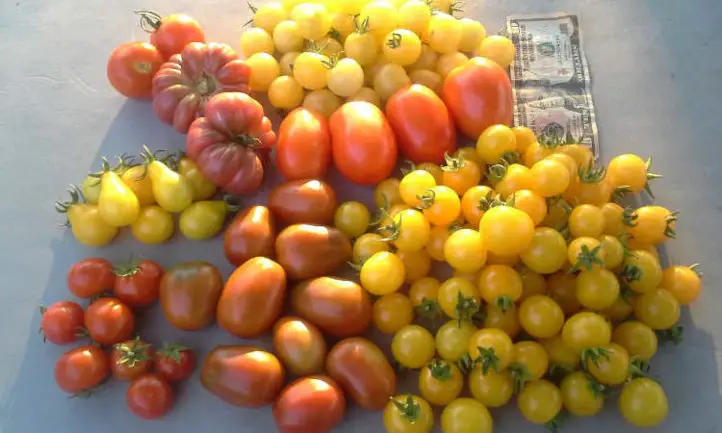 Gran cosecha de tomates