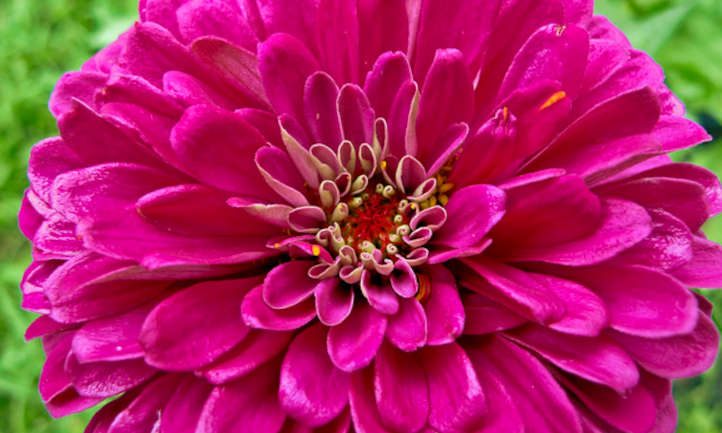 Flor de zinnia lila gigante de Benary
