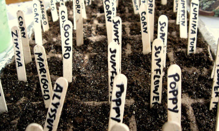 ¿Cuántas semillas necesitas para cultivar una planta?