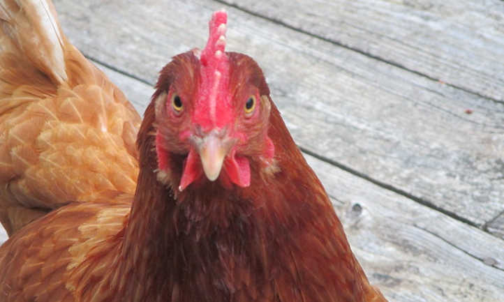 ¿Cuánto tiempo viven las gallinas y ponen huevos?
