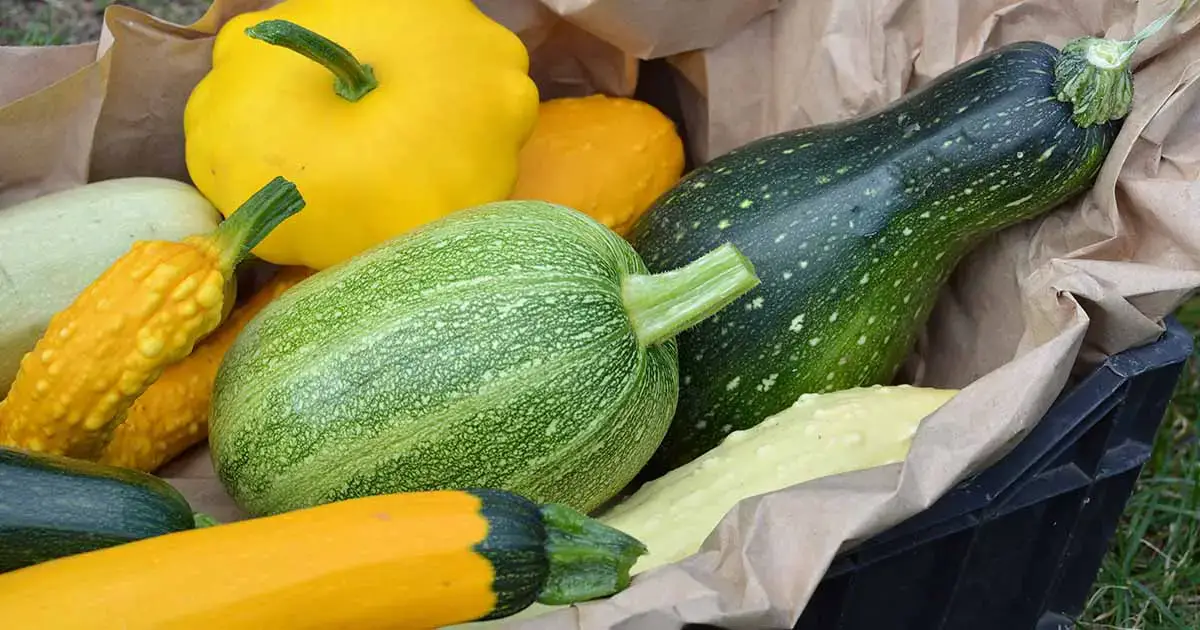 21 De Las Mejores Variedades De Calabaza De Verano Para Su Jardín