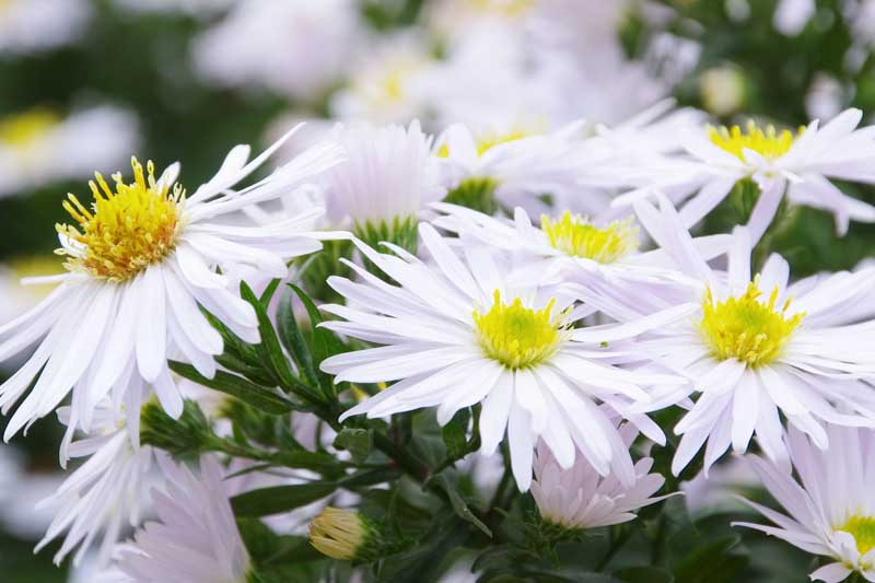 Primer plano de flores de aster de pétalos blancos en flor.