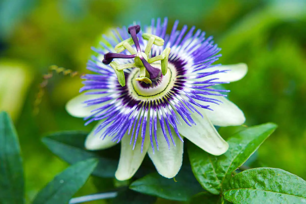 Una imagen horizontal de primer plano de una flor de la pasión que crece en el jardín representada en un fondo de enfoque suave.