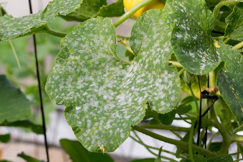 Un primer plano de una hoja de cucurbitácea que sufre de mildiu polvoriento, una infección fúngica que hace que las hojas adquieran un color gris moteado.