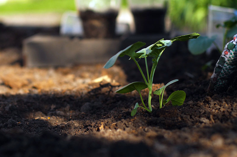 Una imagen horizontal de cerca de una pequeña plántula de brócoli que crece en un suelo rico y oscuro fotografiado con luz solar filtrada.