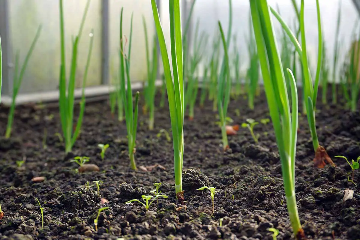Una imagen horizontal de primer plano de plántulas de cebollín jóvenes que crecen en un huerto.