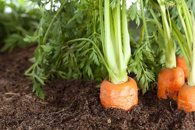 Una imagen horizontal de primer plano de zanahorias que crecen en el jardín con la parte superior de las raíces visible sobre el suelo, lo que indica que están listas para la cosecha.