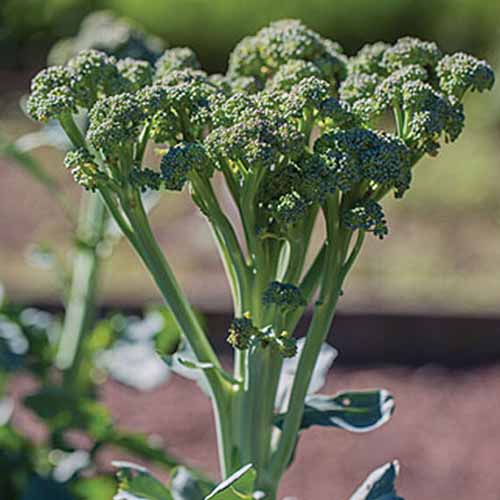 Un primer plano de la variedad 'Royal Tenderette' de brócoli que crece en el jardín a la luz del sol sobre un fondo de enfoque suave.
