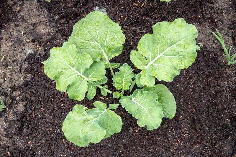 Una imagen horizontal de cerca de una plántula de brócoli joven que crece en un suelo rico en el jardín.