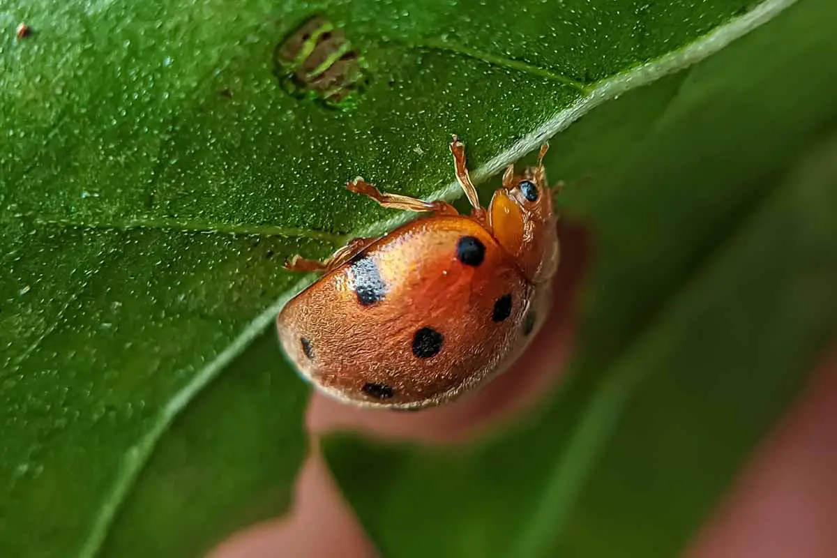 Una imagen horizontal de primer plano de un escarabajo de frijol mexicano en la parte inferior de una hoja representada en un fondo de enfoque suave.