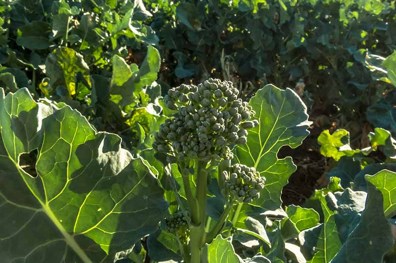 Un primer plano de una planta de brócolini que crece en el jardín bajo el sol filtrado y se desvanece en el fondo.