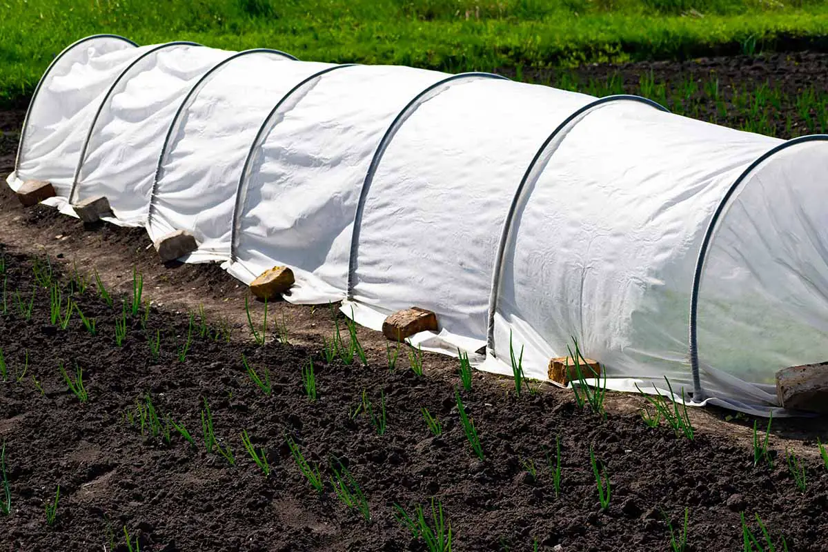Una imagen horizontal de primer plano de una cubierta de fila flotante que protege los cultivos de las plagas.