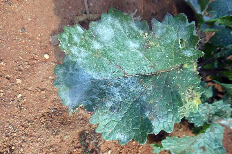 Una imagen horizontal de cerca de una hoja de una planta de repollo que sufre de mildiú polvoroso con suelo en el fondo.