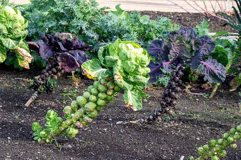 Una imagen horizontal de coles de Bruselas creciendo en el jardín casi listas para cosechar.