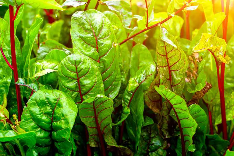Un primer plano de hojas de acelga con vetas y tallos de color rojo brillante que contrastan con las hojas verdes representadas bajo la luz del sol, desvaneciéndose en un enfoque suave en el fondo.