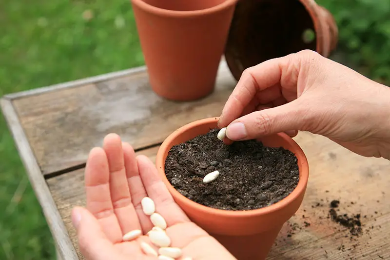 Un primer plano de dos manos sembrando semillas en una pequeña maceta de terracota colocada sobre una superficie de madera, con hierba en un enfoque suave en el fondo.