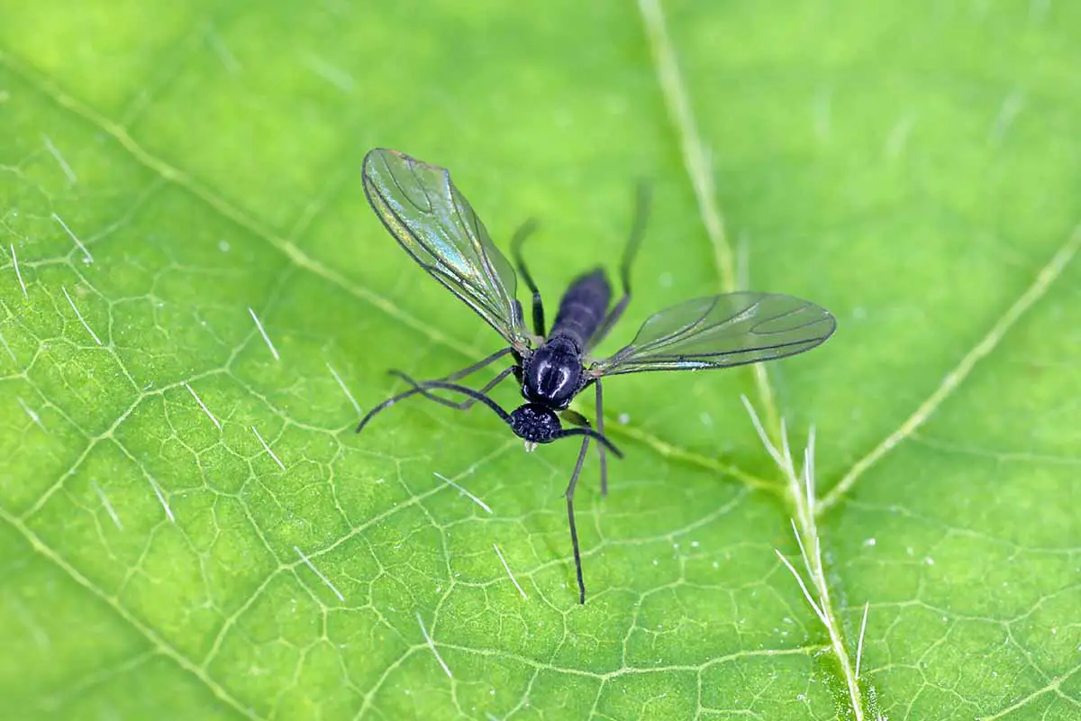 Una imagen horizontal de primer plano de un mosquito de hongos de alas oscuras en la superficie de una hoja.
