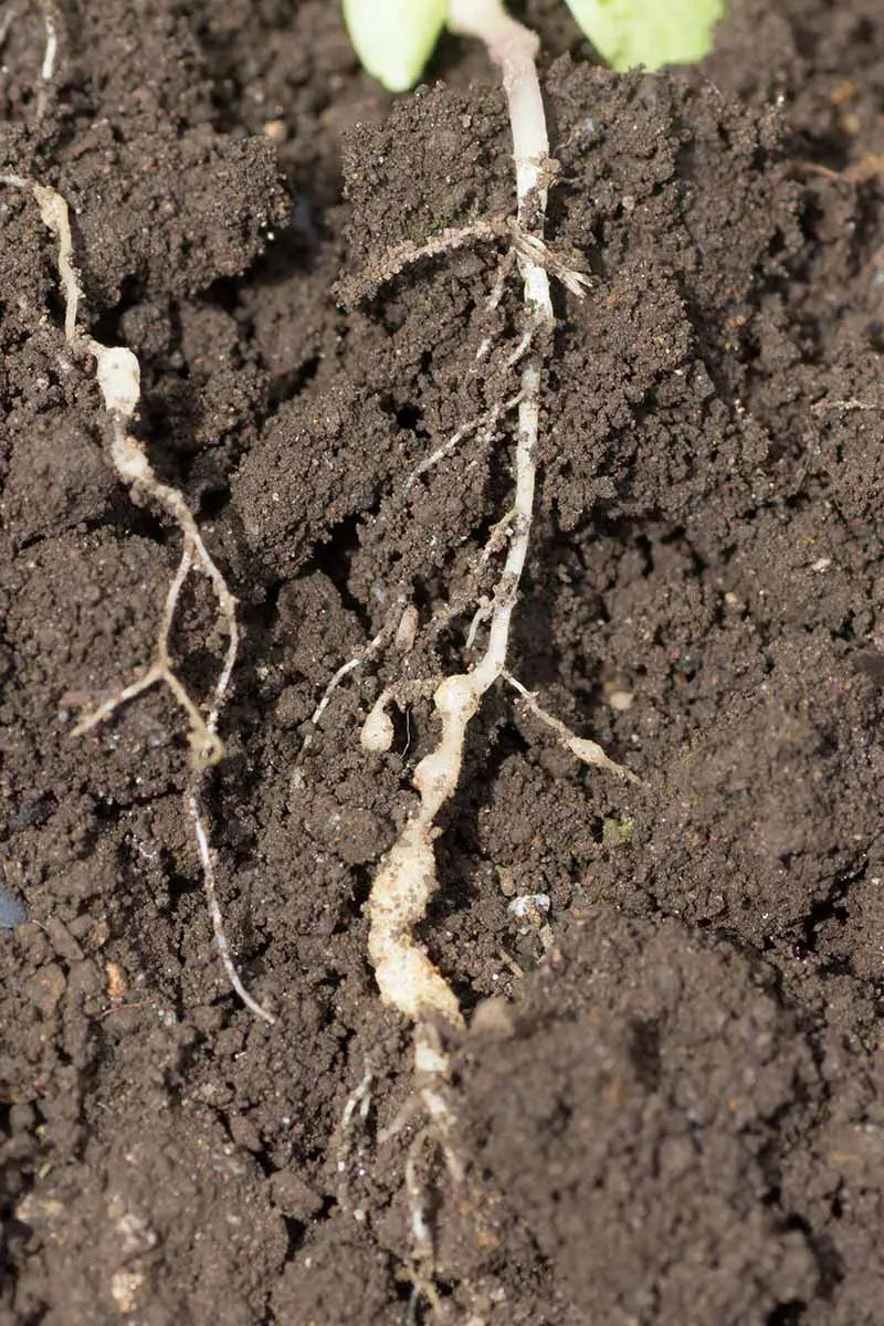 Una imagen vertical de primer plano de los nematodos agalladores que infestan las raíces de una planta.