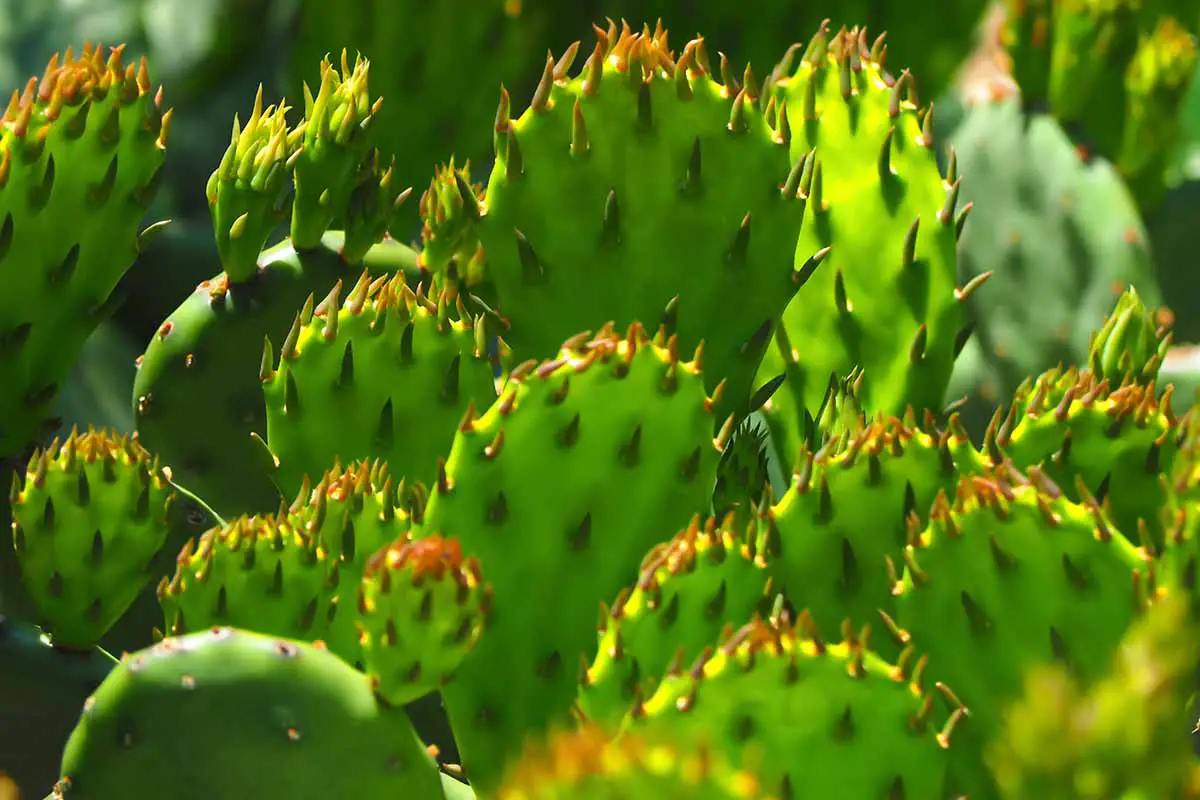 Una imagen horizontal de cerca del cactus Opuntia (pera espinosa) que crece en el jardín fotografiado con luz solar filtrada.