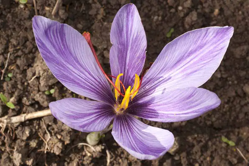 Un primer plano de una flor de C. sativus con pétalos estriados de color púrpura claro y estambres amarillos centrales e hilos de azafrán rojo.  En el fondo está el suelo en foco suave.
