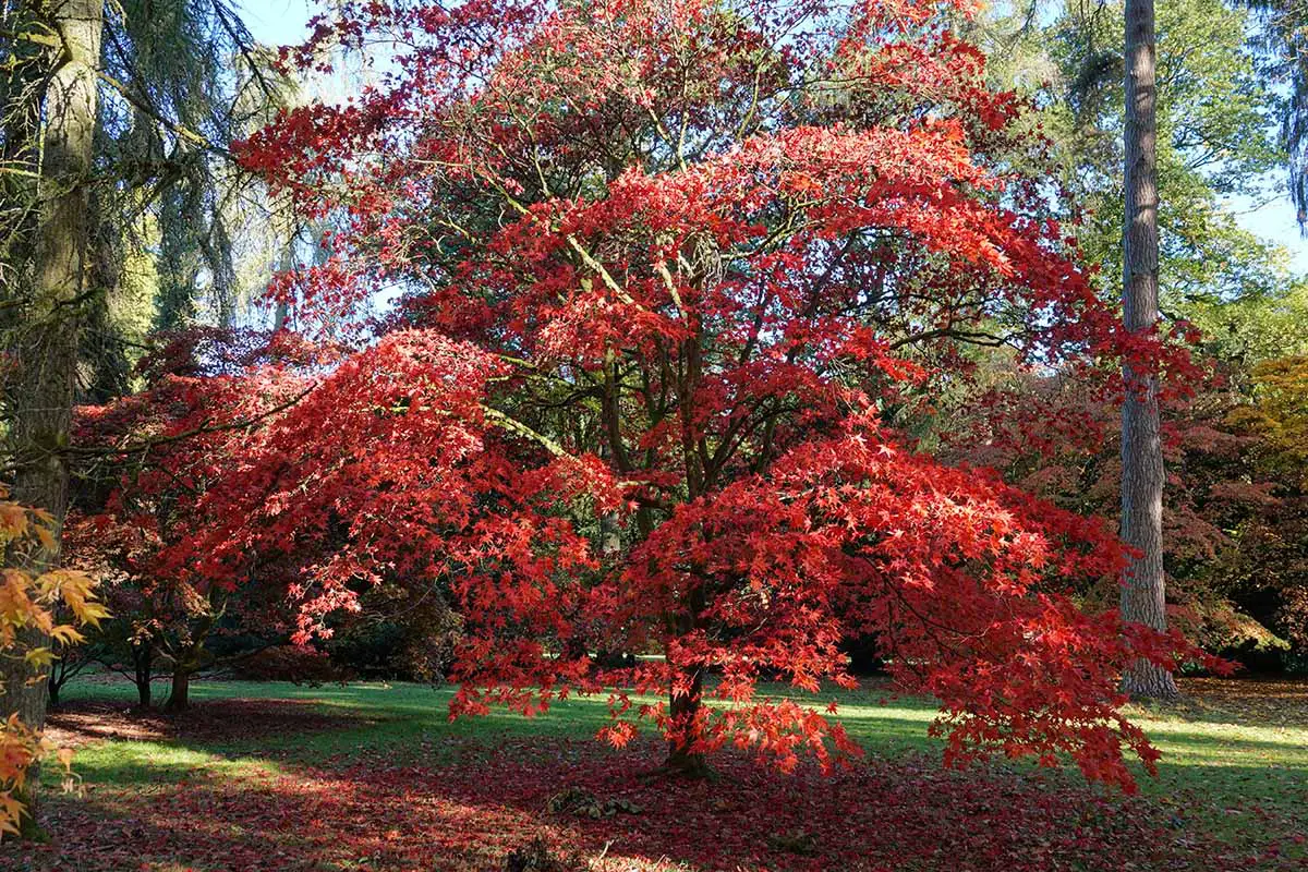 Una imagen horizontal de un árbol de arce japonés que crece en el jardín, con follaje de otoño rojo.