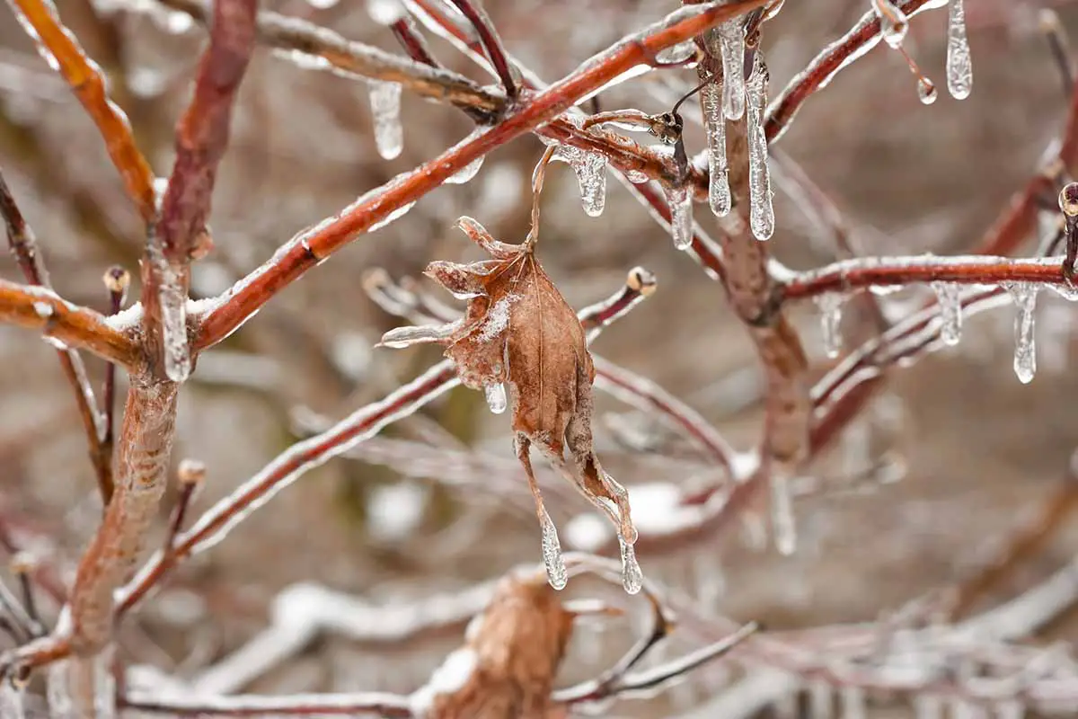 Una imagen horizontal de primer plano de las ramas y hojas de un arce japonés cubierto de hielo en un fondo de enfoque suave.