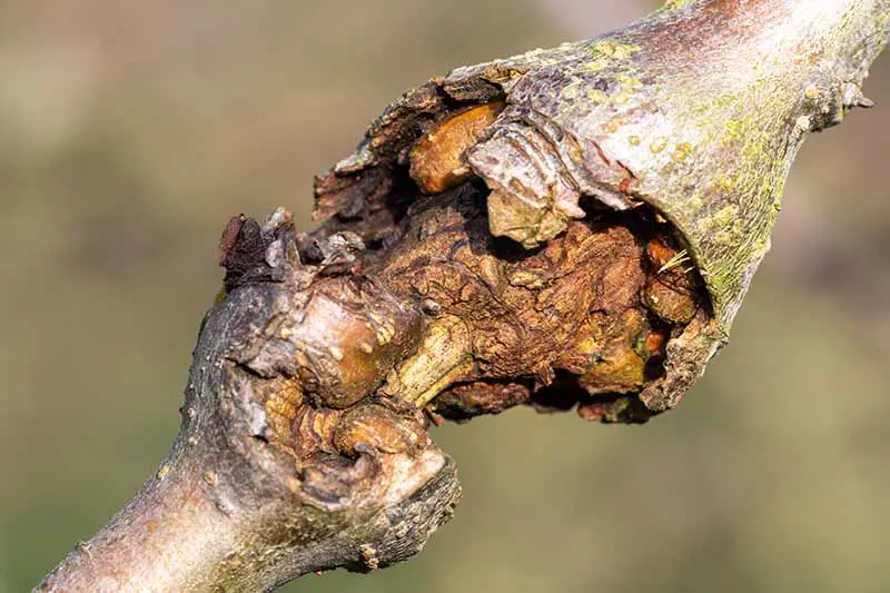 Una imagen horizontal de un cancro que crece en el tallo de un árbol.