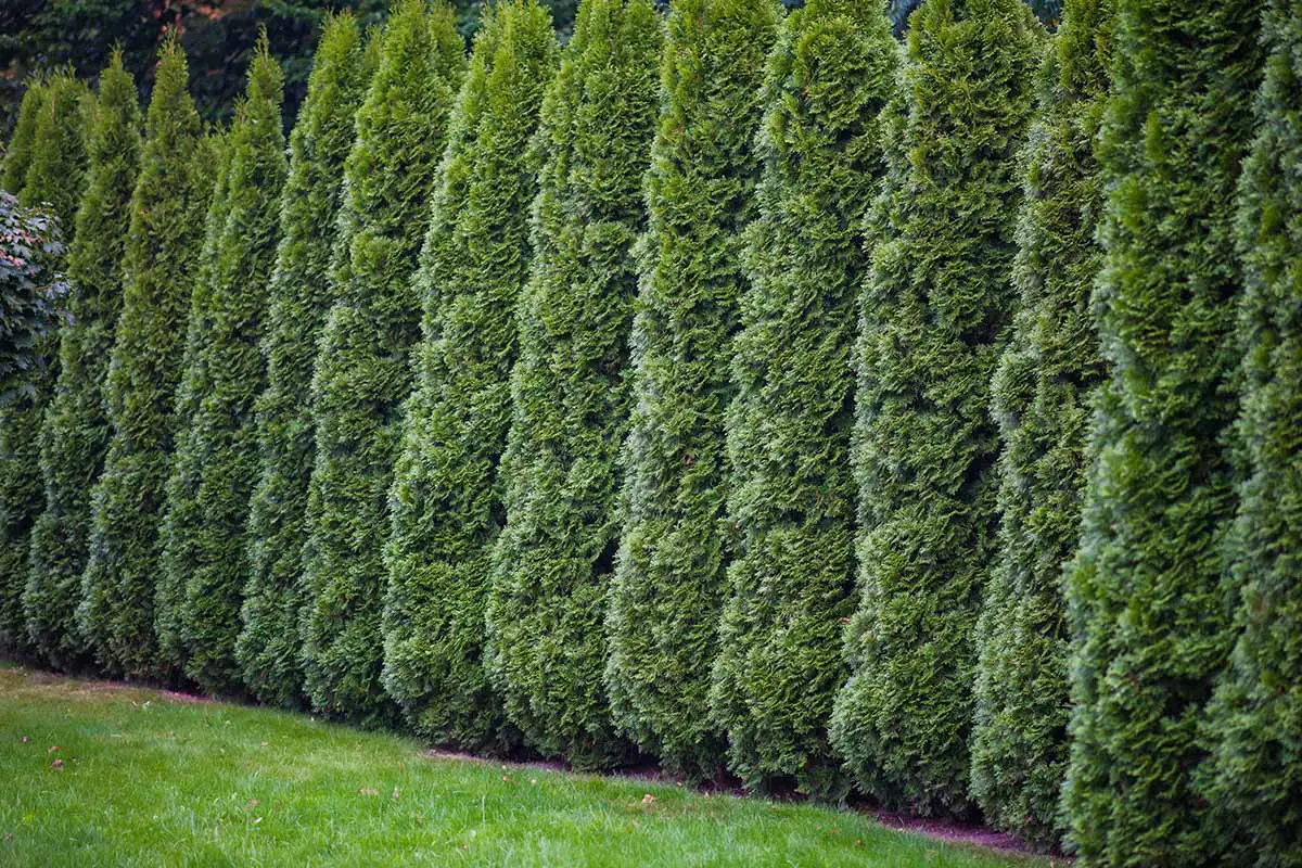 Una imagen horizontal de una fila de árboles de la vida maduros que crecen como un seto junto a un césped.