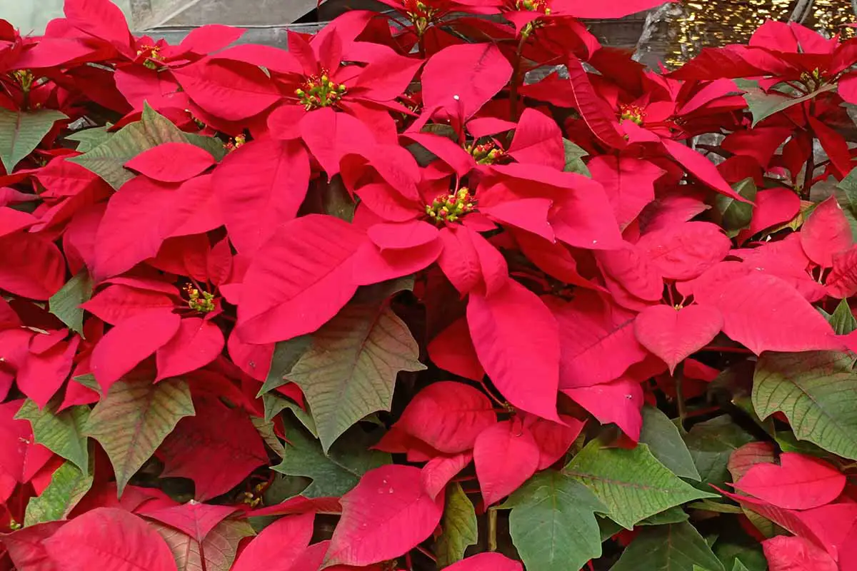 Una imagen horizontal de primer plano de plantas de poinsettia en macetas con brácteas rojas y follaje verde en Navidad.