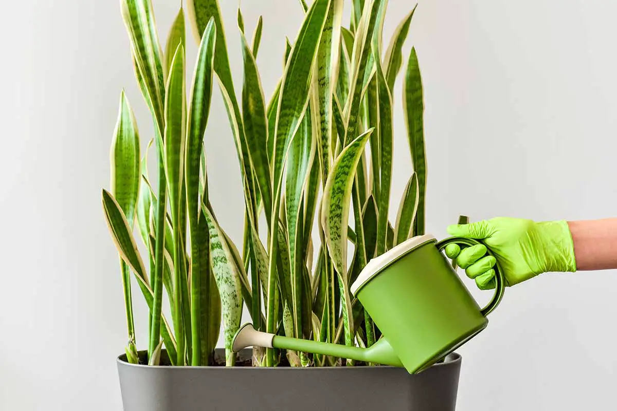 Una imagen horizontal de primer plano de una mano desde la derecha del marco con un guante verde que sostiene una regadera verde para regar Dracaena trifasciata que crece en una maceta rectangular.