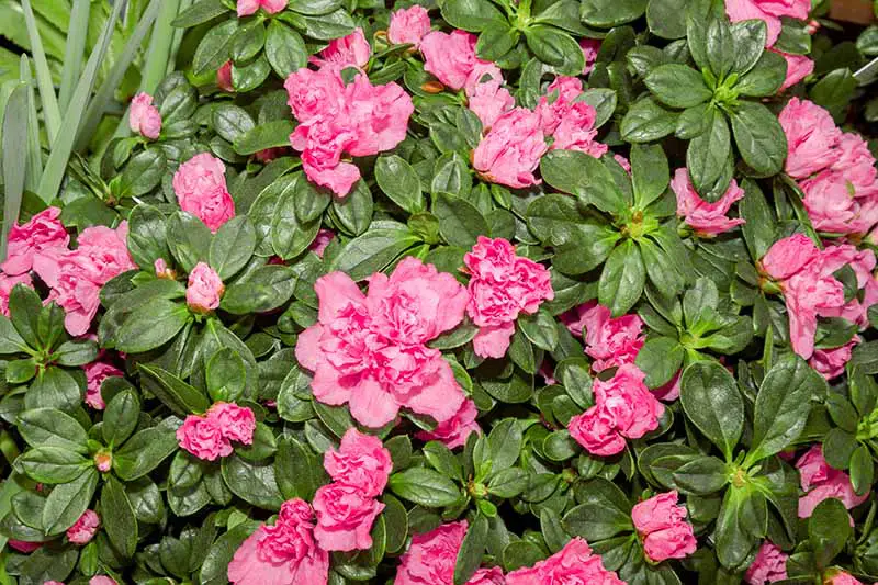 Una imagen horizontal de primer plano de flores de Rhododendron simsii de color rosa brillante que contrastan con el follaje verde oscuro.